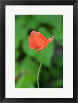 Framed Poppy Flower Print