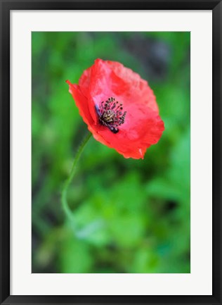 Framed Red Poppy Flower 1 Print