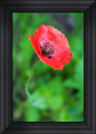 Framed Red Poppy Flower 1 Print