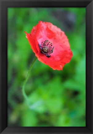 Framed Red Poppy Flower 1 Print