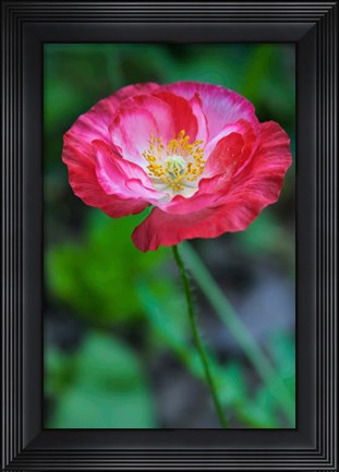Framed Pink Poppy Flower Print