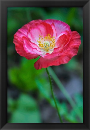 Framed Pink Poppy Flower Print