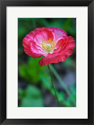 Framed Pink Poppy Flower Print