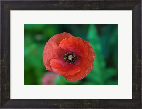 Framed Red Poppy Flower 2 Print