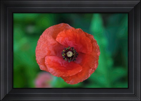 Framed Red Poppy Flower 2 Print