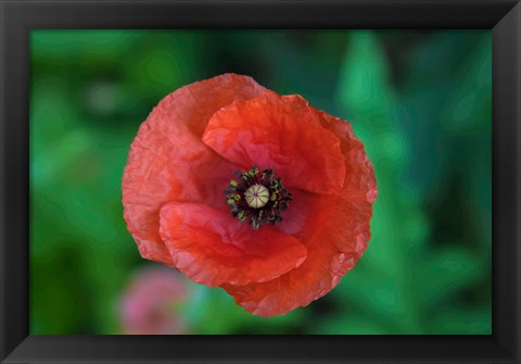 Framed Red Poppy Flower 2 Print