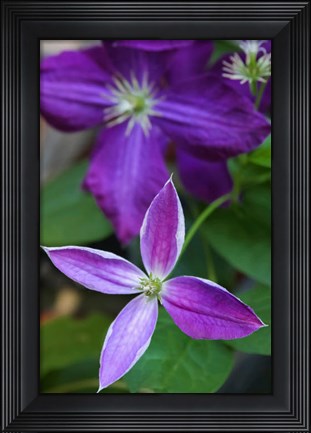 Framed Purple Clematis Flowers 1 Print