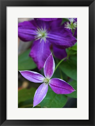 Framed Purple Clematis Flowers 1 Print