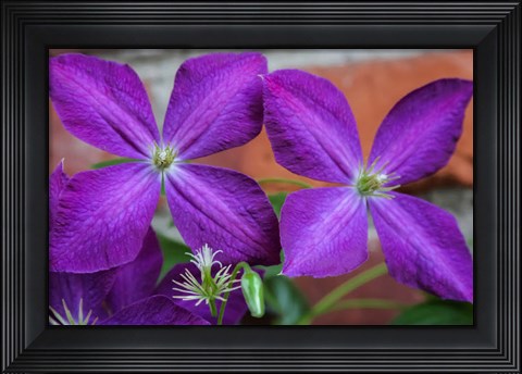 Framed Purple Clematis Flowers 2 Print