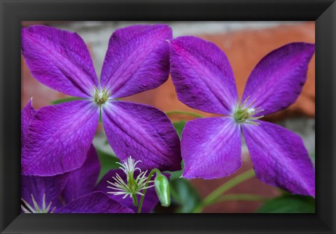 Framed Purple Clematis Flowers 2 Print