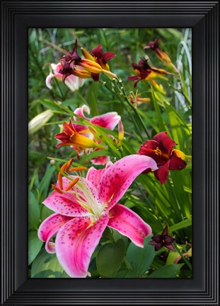 Framed Magenta Stargazer Lily 1 Print