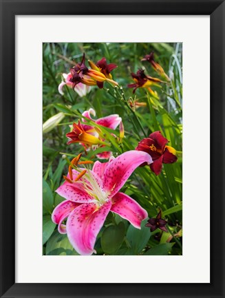 Framed Magenta Stargazer Lily 1 Print