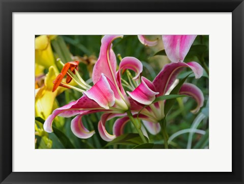 Framed Magenta Stargazer Lily 2 Print