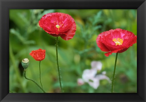 Framed Red Poppy Flowers Print