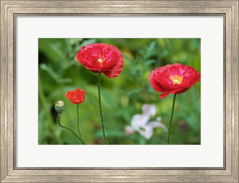 Framed Red Poppy Flowers Print