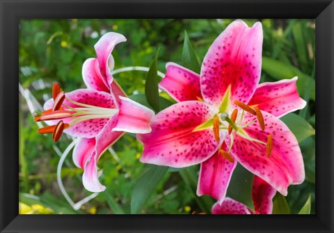 Framed Magenta Stargazer Lily Print