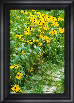 Framed Black-Eyed Susan Flowers 1 Print