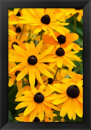 Framed Black-Eyed Susan Flowers 2 Print