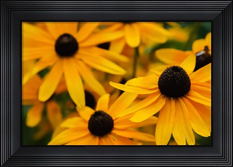 Framed Black-Eyed Susan Flowers 3 Print