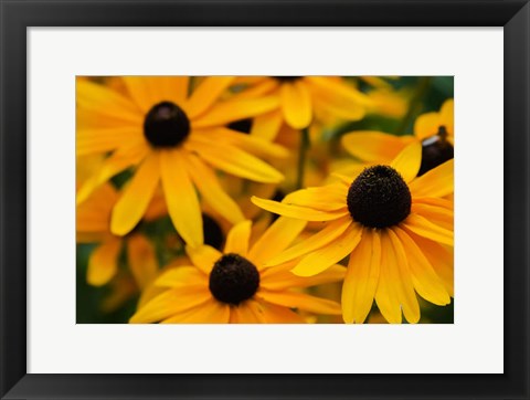 Framed Black-Eyed Susan Flowers 3 Print