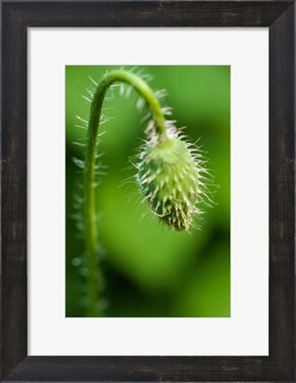 Framed Poppy Flower Bud Print