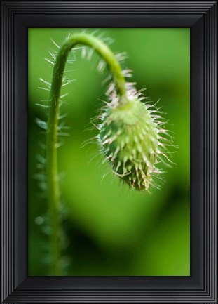 Framed Poppy Flower Bud Print