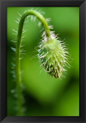 Framed Poppy Flower Bud Print