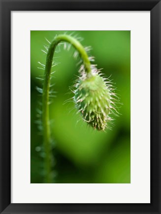 Framed Poppy Flower Bud Print