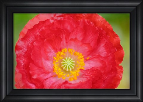 Framed Red Poppy Flower Print