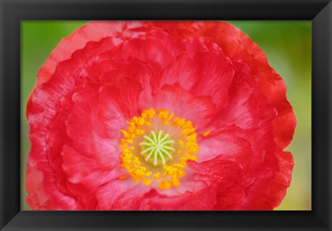 Framed Red Poppy Flower Print