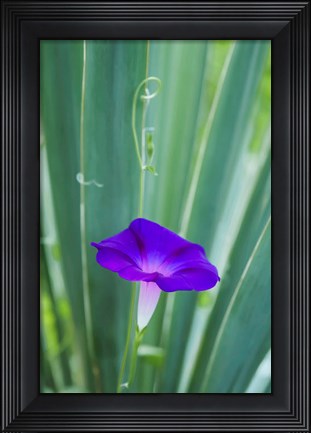 Framed Purple Morning Glory Print