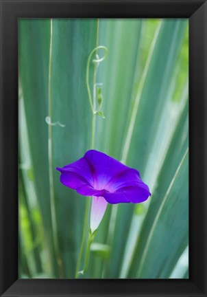 Framed Purple Morning Glory Print