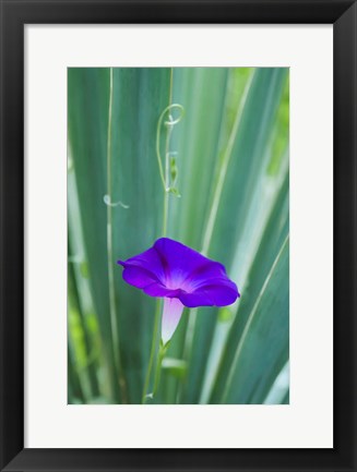 Framed Purple Morning Glory Print