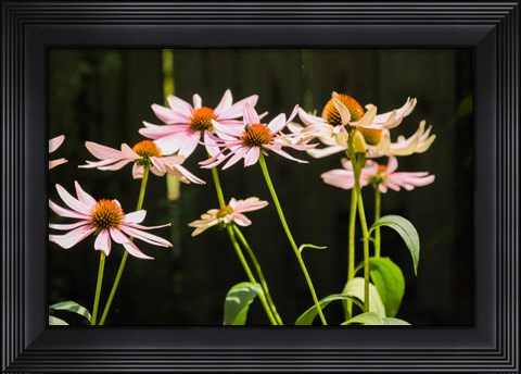 Framed Purple Coneflowers 1 Print