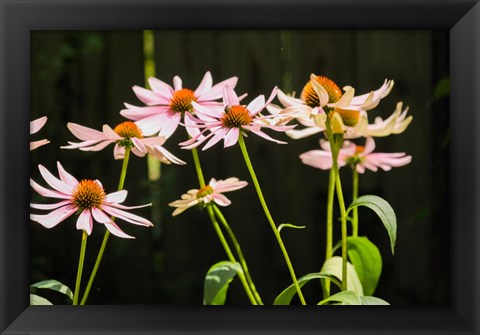 Framed Purple Coneflowers 1 Print