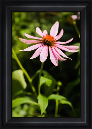 Framed Purple Coneflowers 2 Print