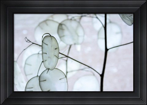 Framed White Money Plant Pods Print
