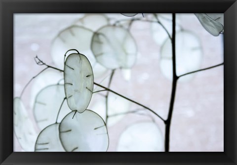 Framed White Money Plant Pods Print