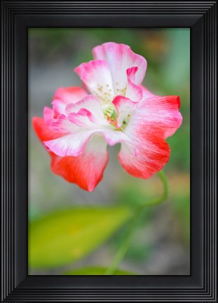 Framed Poppy Flower Print