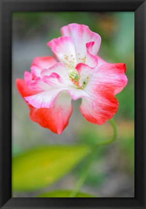 Framed Poppy Flower Print