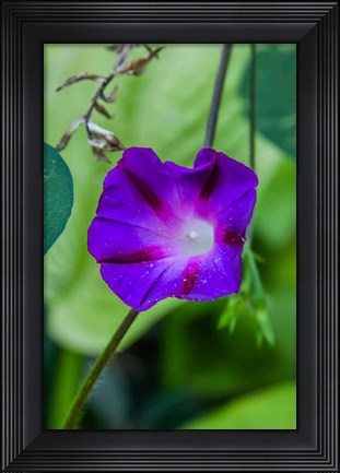 Framed Purple Morning Glory 1 Print