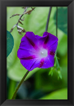 Framed Purple Morning Glory 1 Print