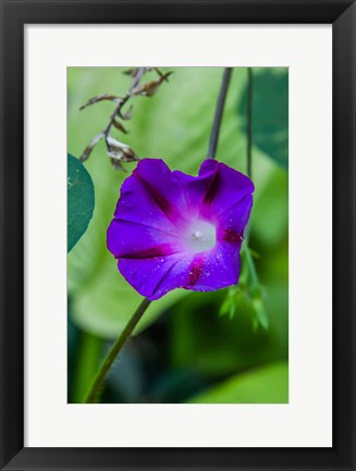 Framed Purple Morning Glory 1 Print