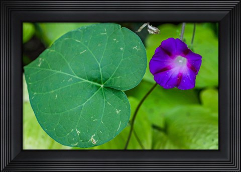 Framed Purple Morning Glory 2 Print
