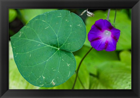 Framed Purple Morning Glory 2 Print