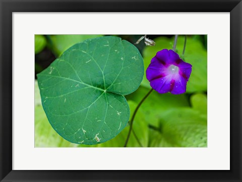 Framed Purple Morning Glory 2 Print