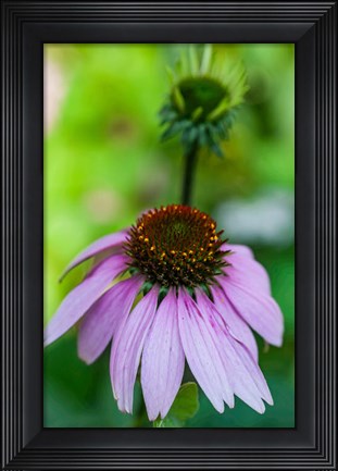 Framed Purple Coneflower Print