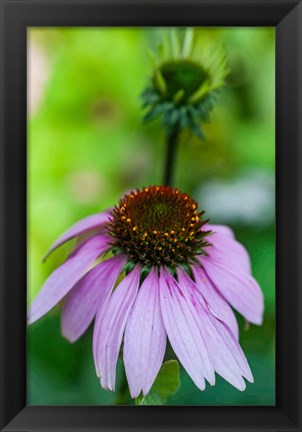 Framed Purple Coneflower Print