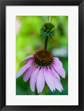 Framed Purple Coneflower Print