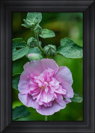 Framed Pink Hollyhock Print